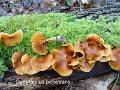 Gymnopilus penetrans-amf808-1